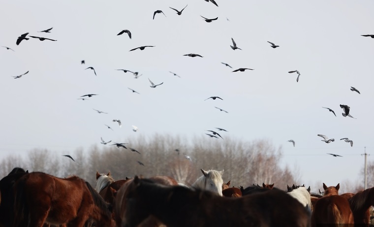 Жители села Тюлюк Челябинской области бьют тревогу по поводу гибели лошадей в одном из подворий