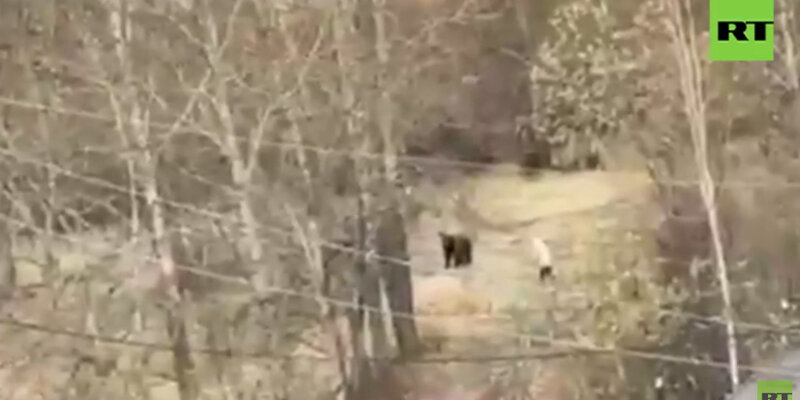 Жительница Магаданской области прогнала медведицу, вставшую перед ней на задние лапы