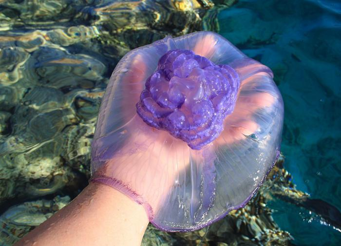 Эксперт объяснила, почему медузы жалят и как избегать встречи с неприятными морскими обитателями