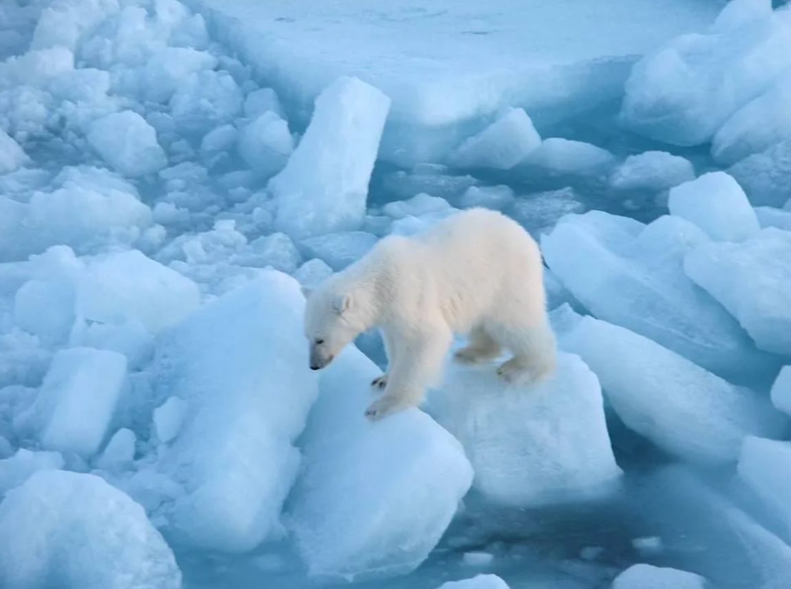В МИД России сообщили о прекращении работы «арктической пятерки»