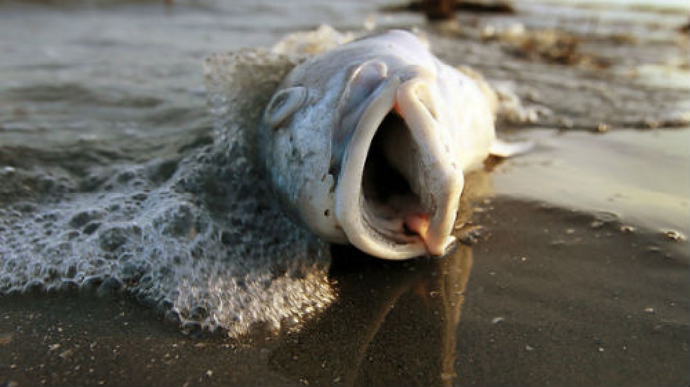 Минприроды озвучило результаты проверки Клязьмы после массовой гибели рыбы