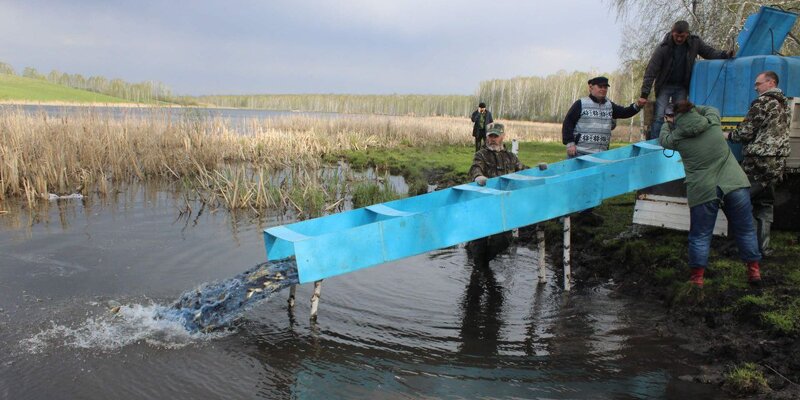 В Новосибирской области завершилось сезонное заполнение водоемов ценными видами рыб