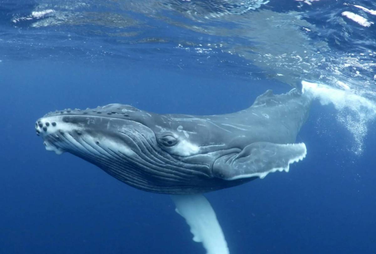 Запутавшегося в сетях в Баренцевом море горбатого кита освободили