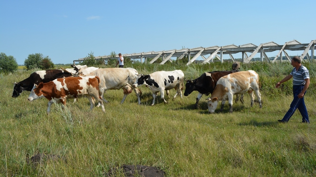 В Вологодской области 12 фермеров получат грант «Агростартап»