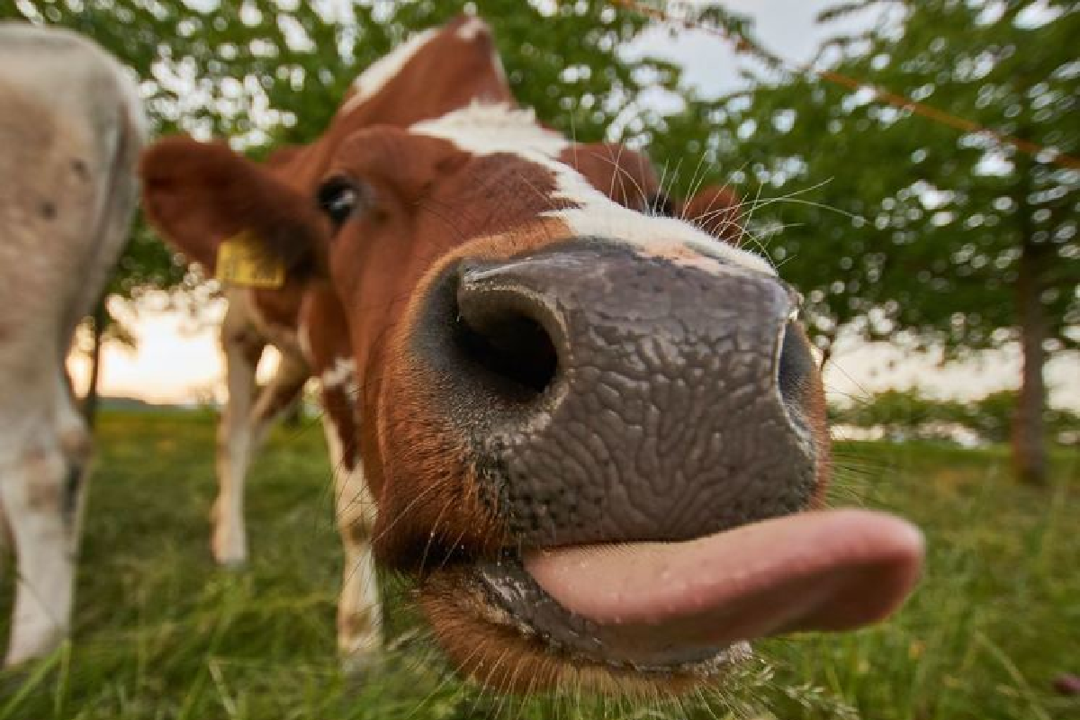 Датским фермерам придется платить за «газы» коров