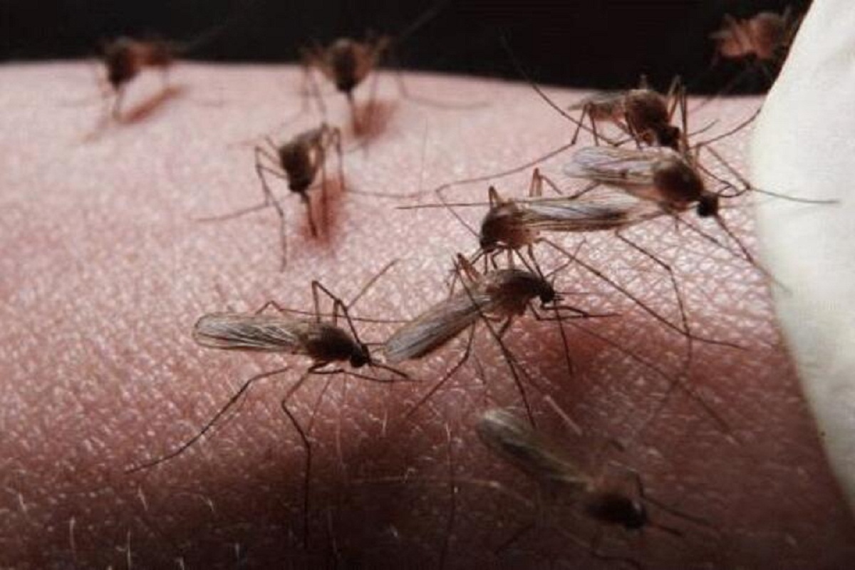 Спасение есть: химики рассказали, как избавиться от мошек и комаров
