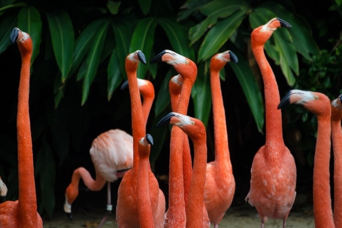В зоопарке Калининграда появится зимний павильон для фламинго