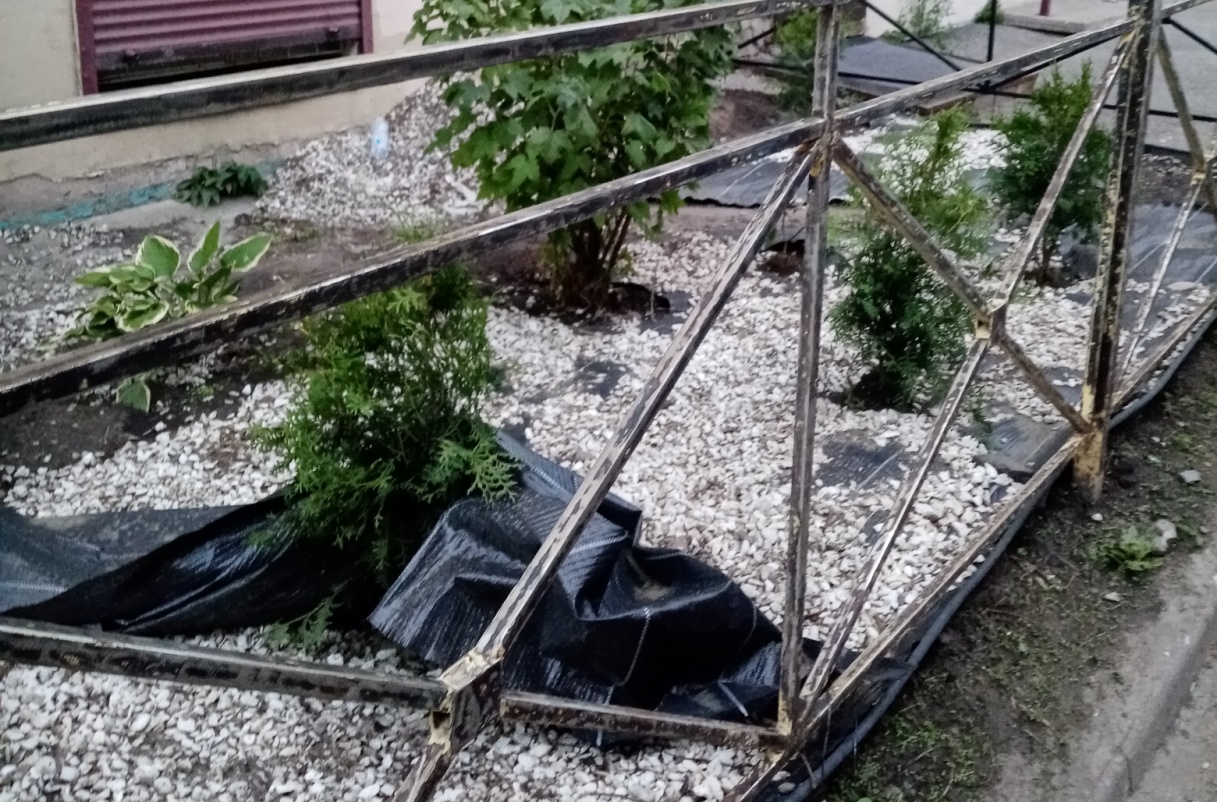 Петербургские газоны продолжают уничтожаться: при чем здесь городские власти