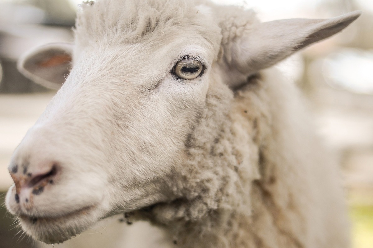 Фермеры Курской области оказались недовольны мерами властей по борьбе с оспой овец