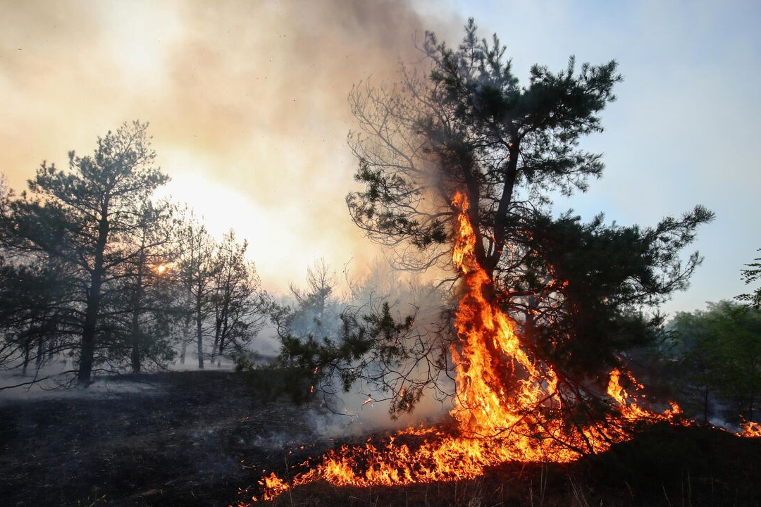МЧС: Ульяновскую область накроет чрезвычайная пожарная опасность 5 класса