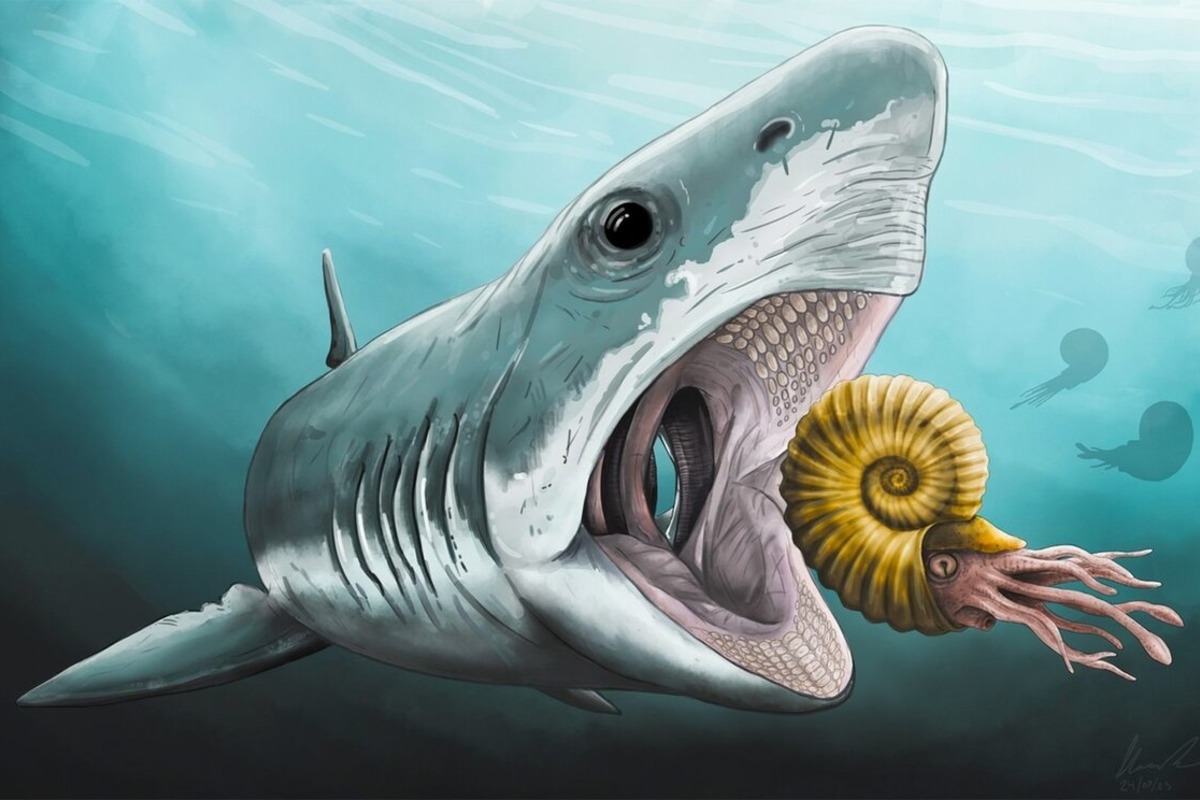 Ученые нашли в Мексике окаменелые останки доисторической акулы