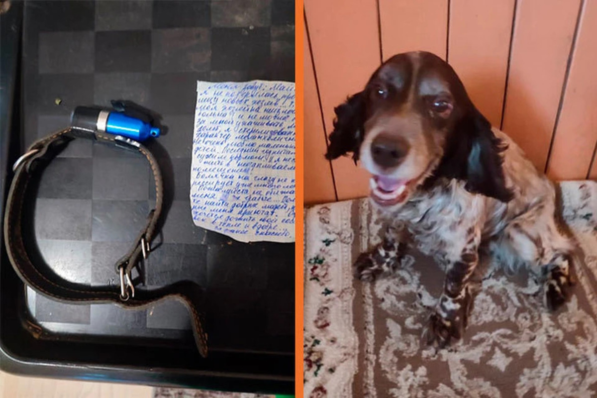 В Пермском крае нашли собаку с очень трогательной запиской
