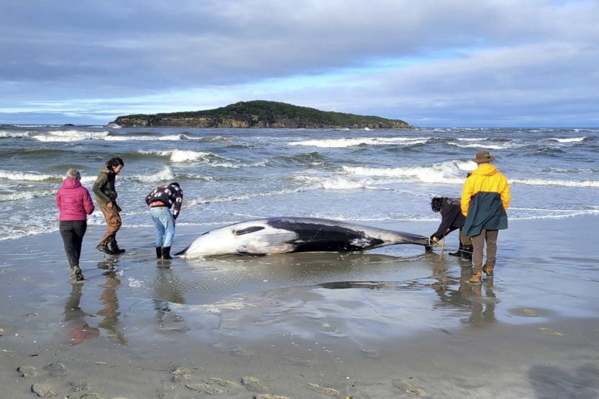 Тело редчайшего кита обнаружили на берегу Новой Зеландии