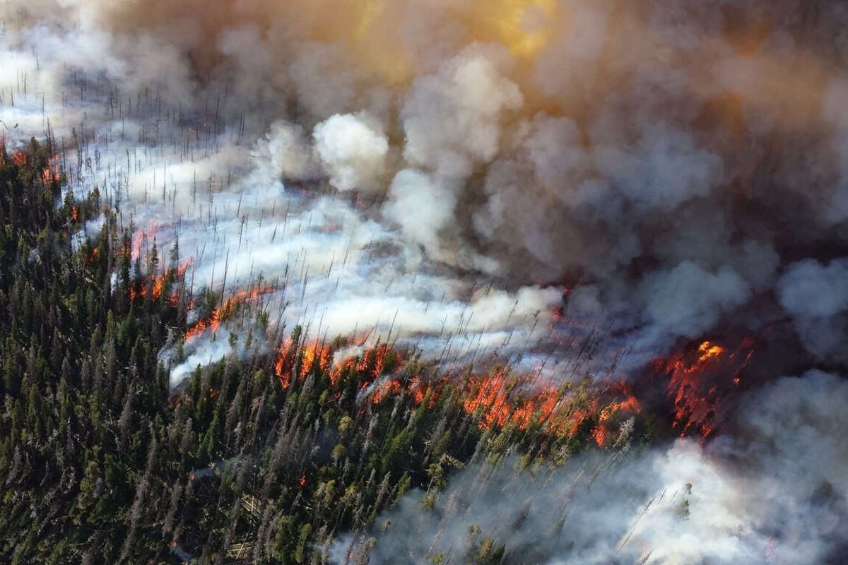 Климатологи заявили, что лесные пожары в Сибири происходят от недостатка льда в Арктике