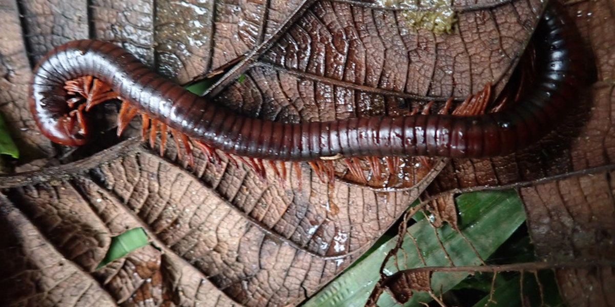 В лесах Мадагаскара обнаружили считавшейся потерянной для науки многоножку