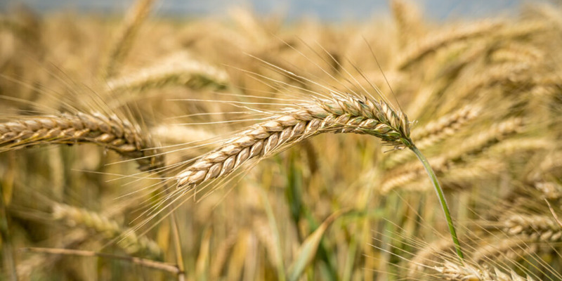 В Новосибирской области рассчитывают собрать зерновых на 18,6% больше, чем в прошлом году