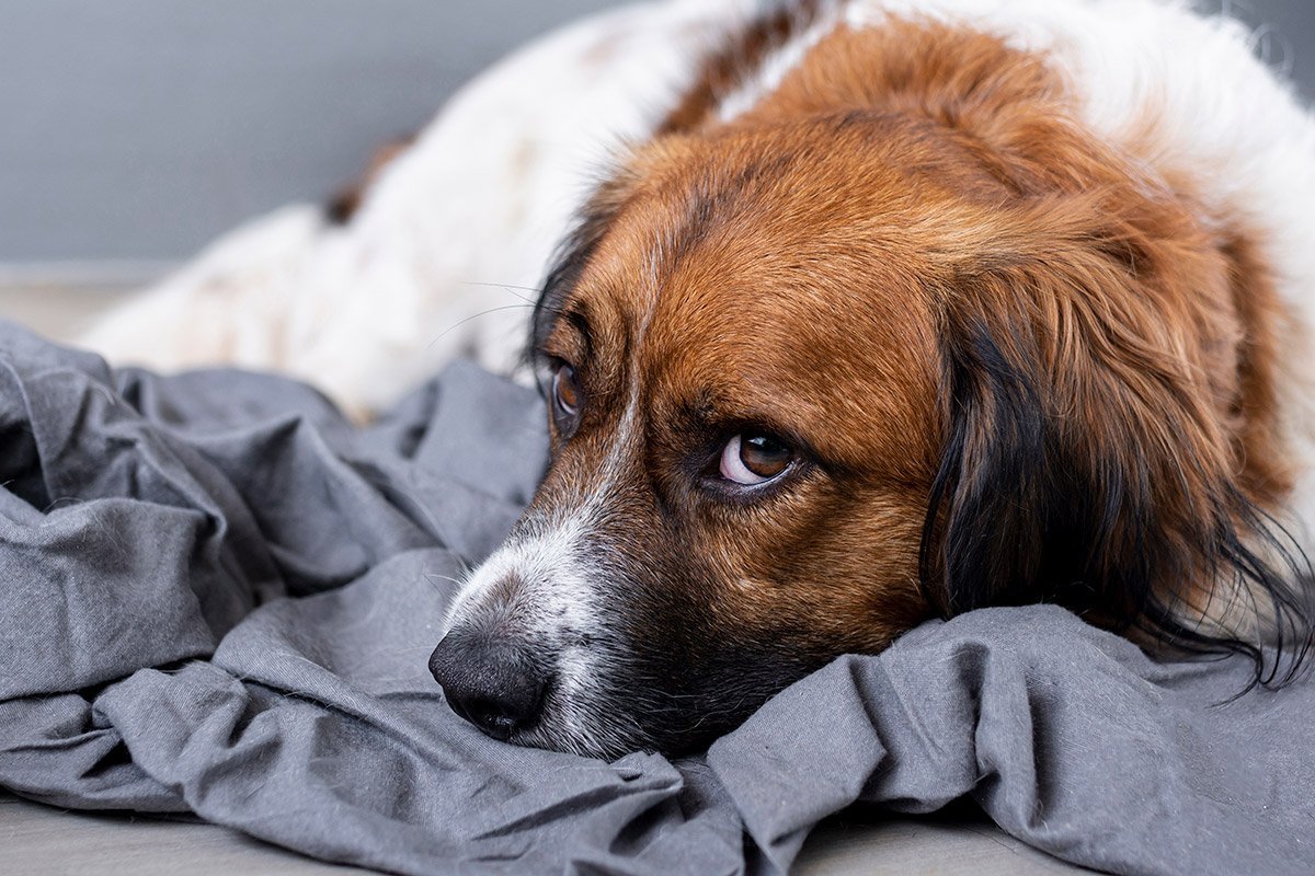 Ученые доказали, что собаки в депрессии быстрее обучаются