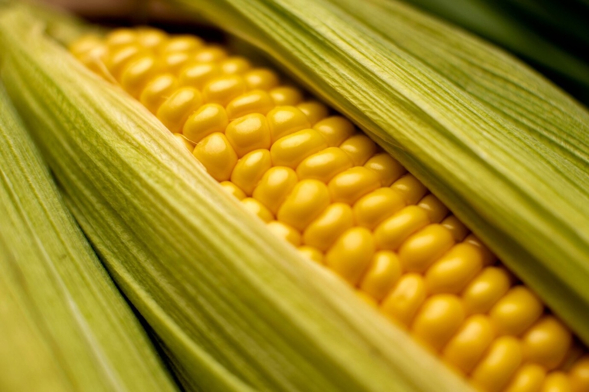 На Алтае выявили партию опасной кукурузы с повышенным содержанием флуоресценции