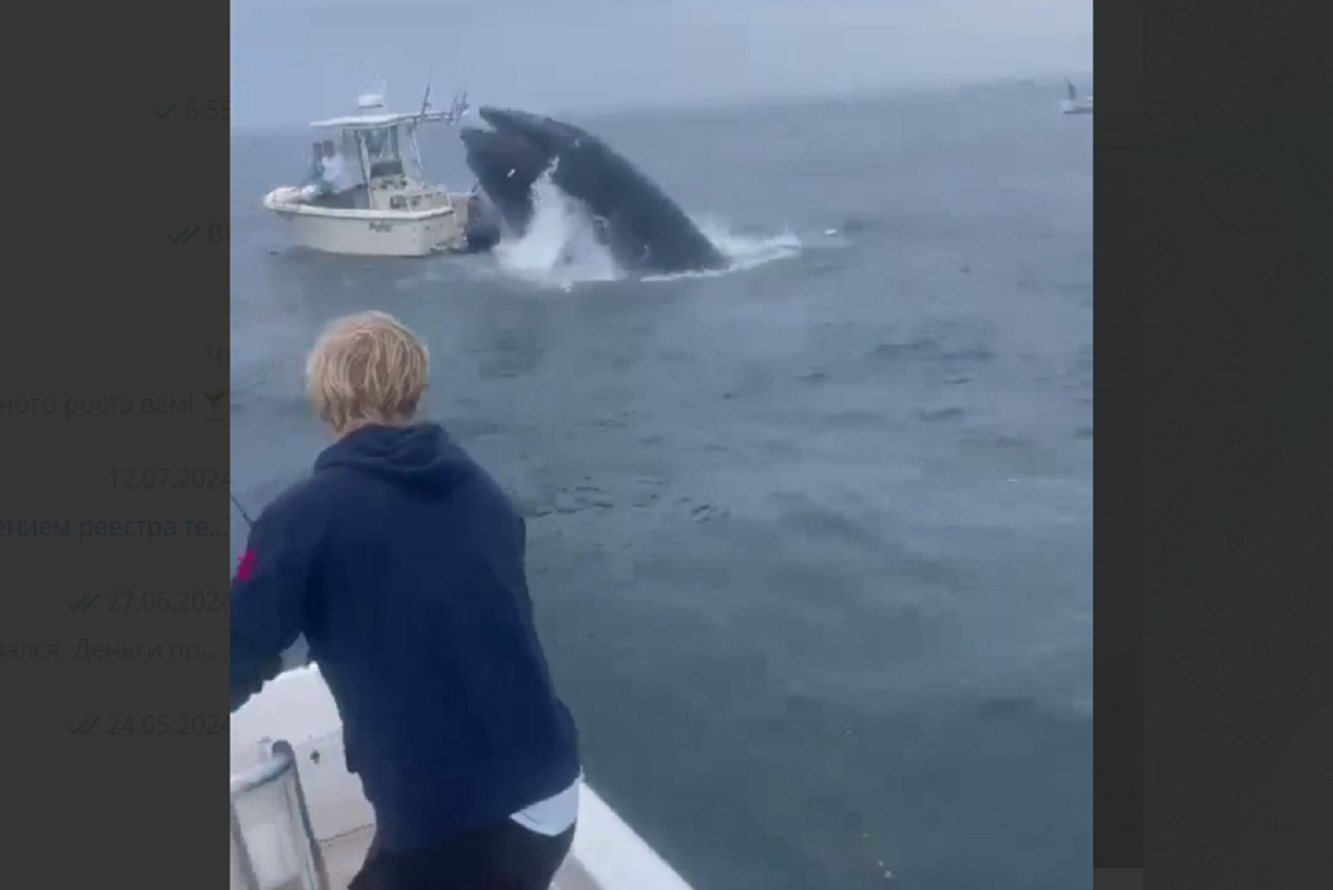 В США кит вынырнул из воды и опрокинул лодку, пострадал один человек