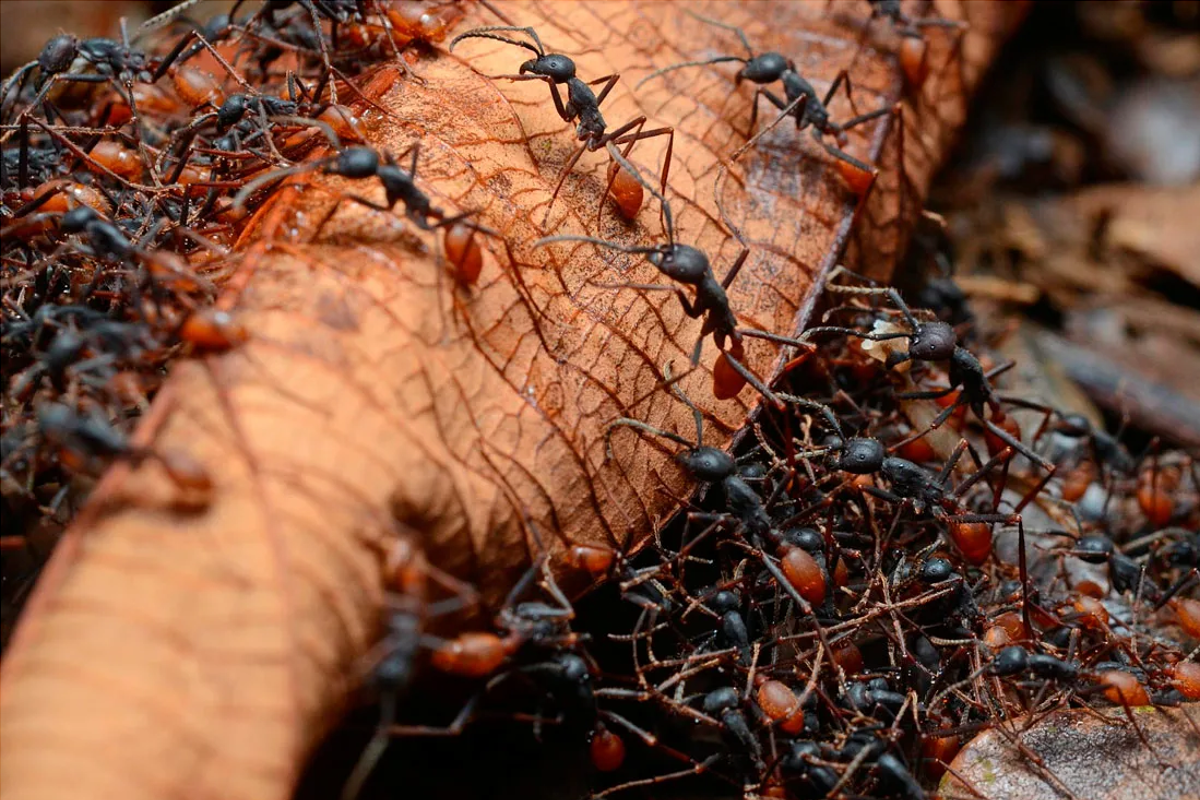 Ученые обнаружили вторую медсистему, и разработали ее муравьи