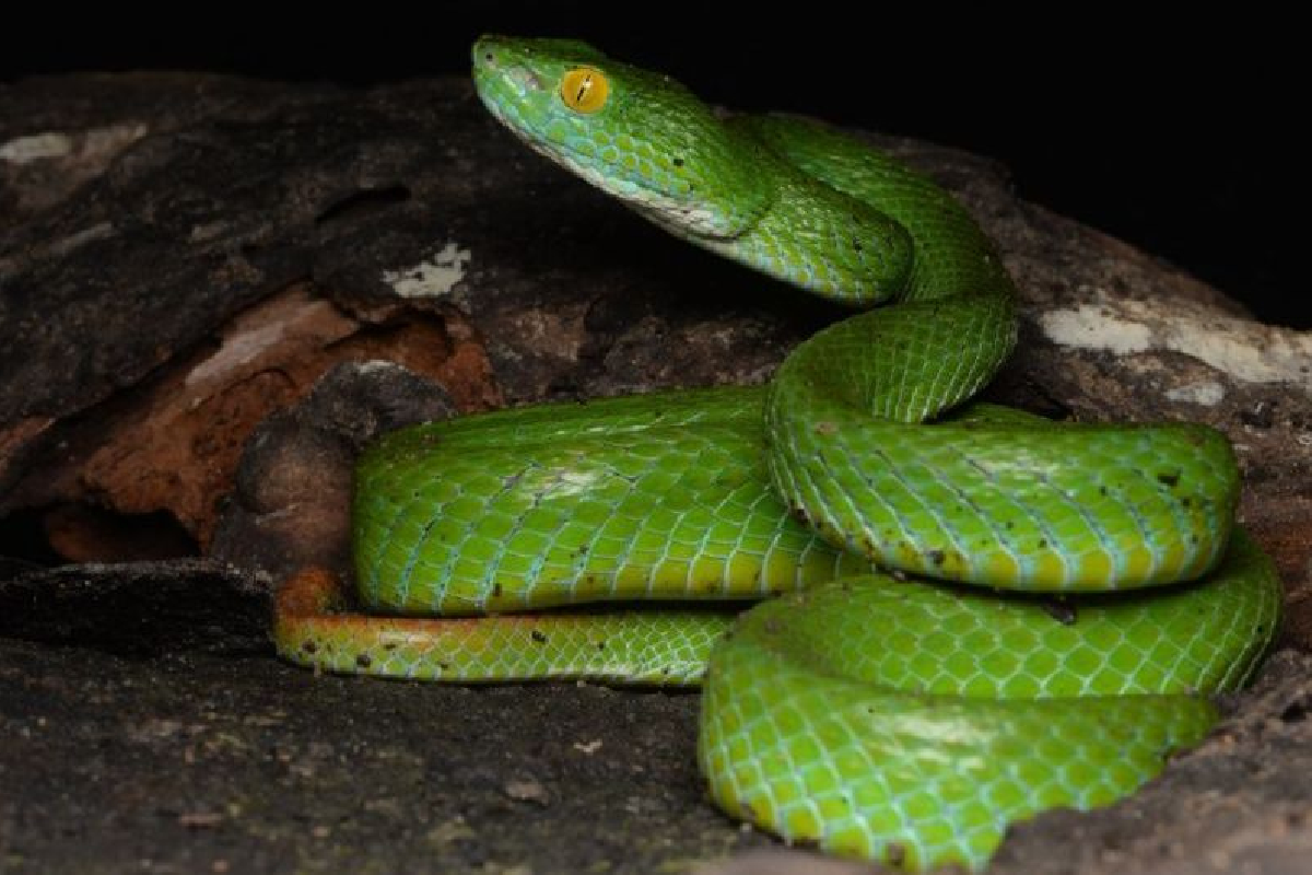 Российские герпетологи нашли новый вид змей во Вьетнаме