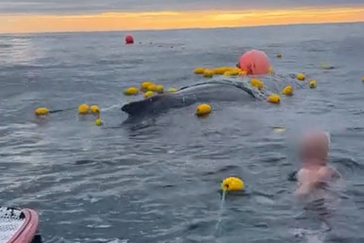 Австралийские сапсерферы рискнули крупной суммой ради спасения кита