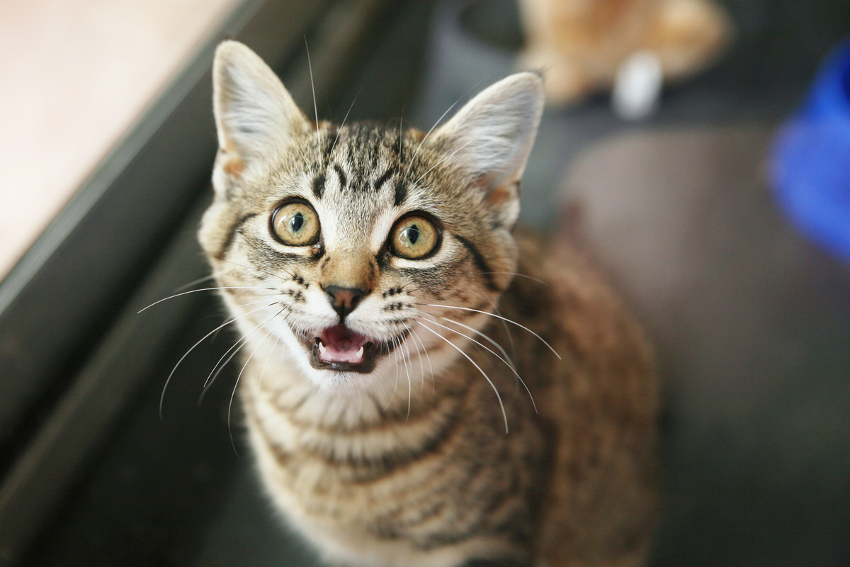 Ученые рассказали, зачем кошки мяукают на человека