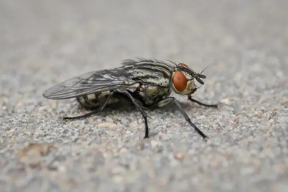 Российские энтомологи пояснили, можно ли ослепнуть из-за мухи
