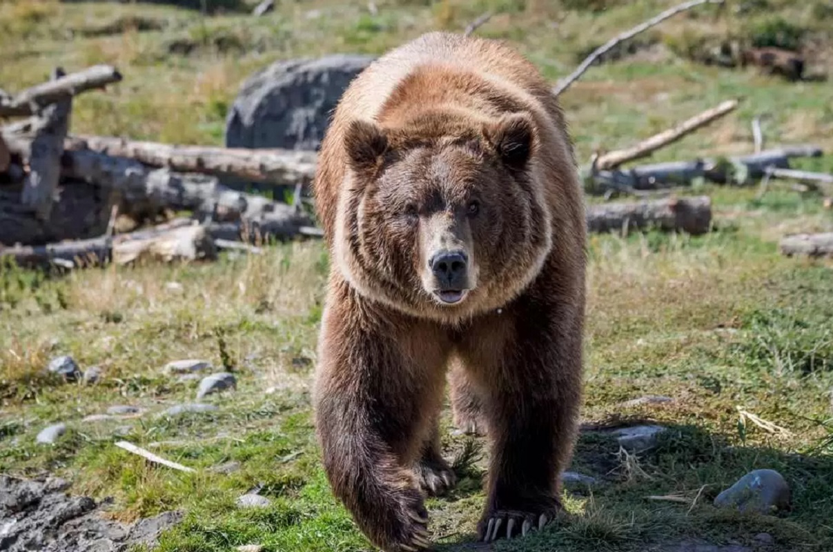 В Магаданской области медведь ночью загрыз 41-летнего рыбака у Верхнего Сеймача