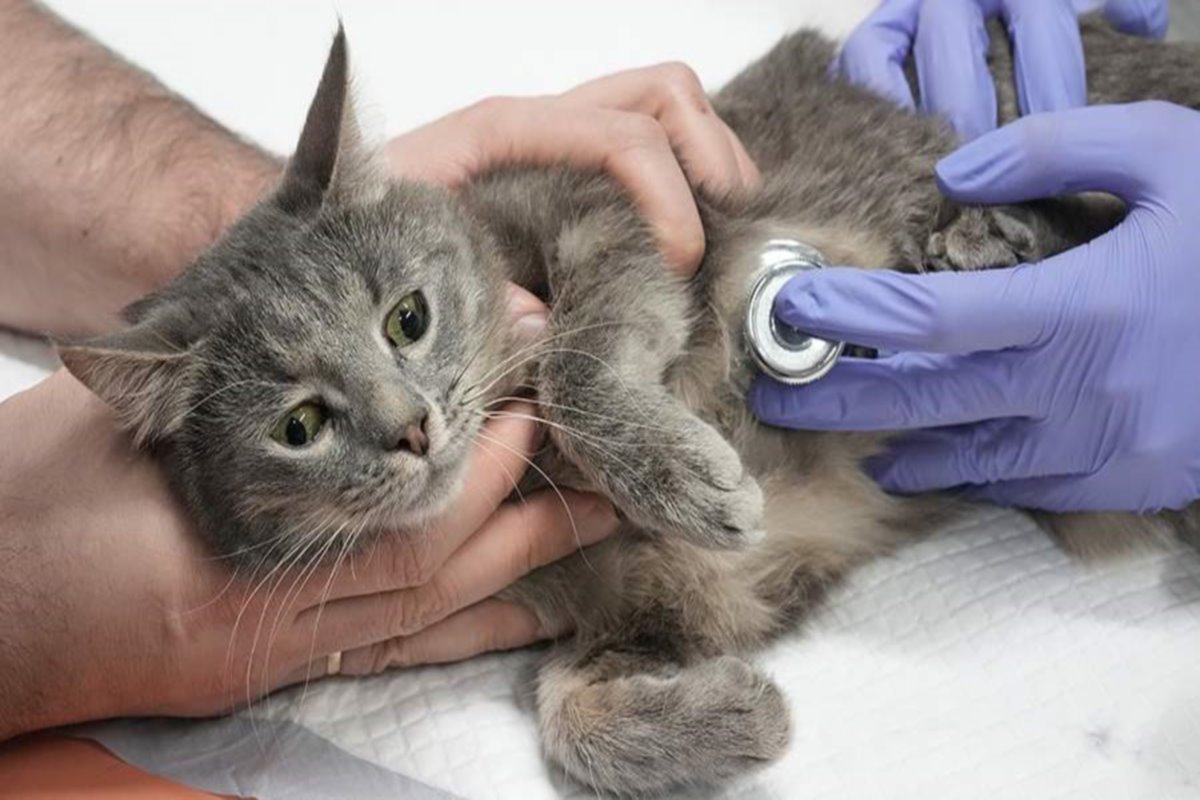 В Госдуме выдвинули предложение о создании службы неотложной ветпомощи В Госдуме выдвинули предложение о создании службы неотложной ветпомощи