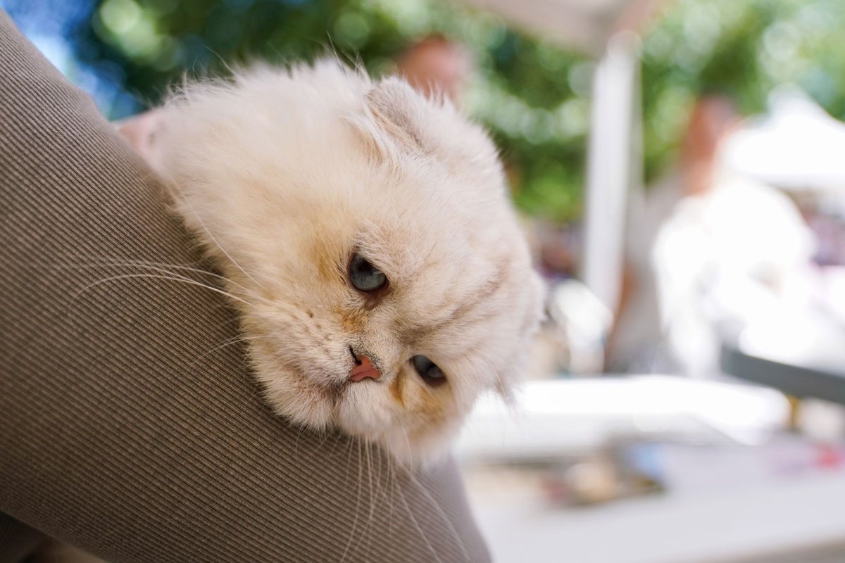 A three-day festival «Mospitomets» will be organized on Tverskoy Boulevard in Moscow