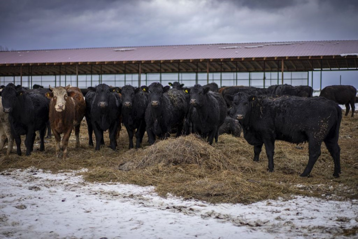 Для откорма мясного скота агрофирма «Калтымановский» в Башкирии открыла новый фидлот Для откорма мясного скота агрофирма «Калтымановский» в Башкирии открыла новый фидлот