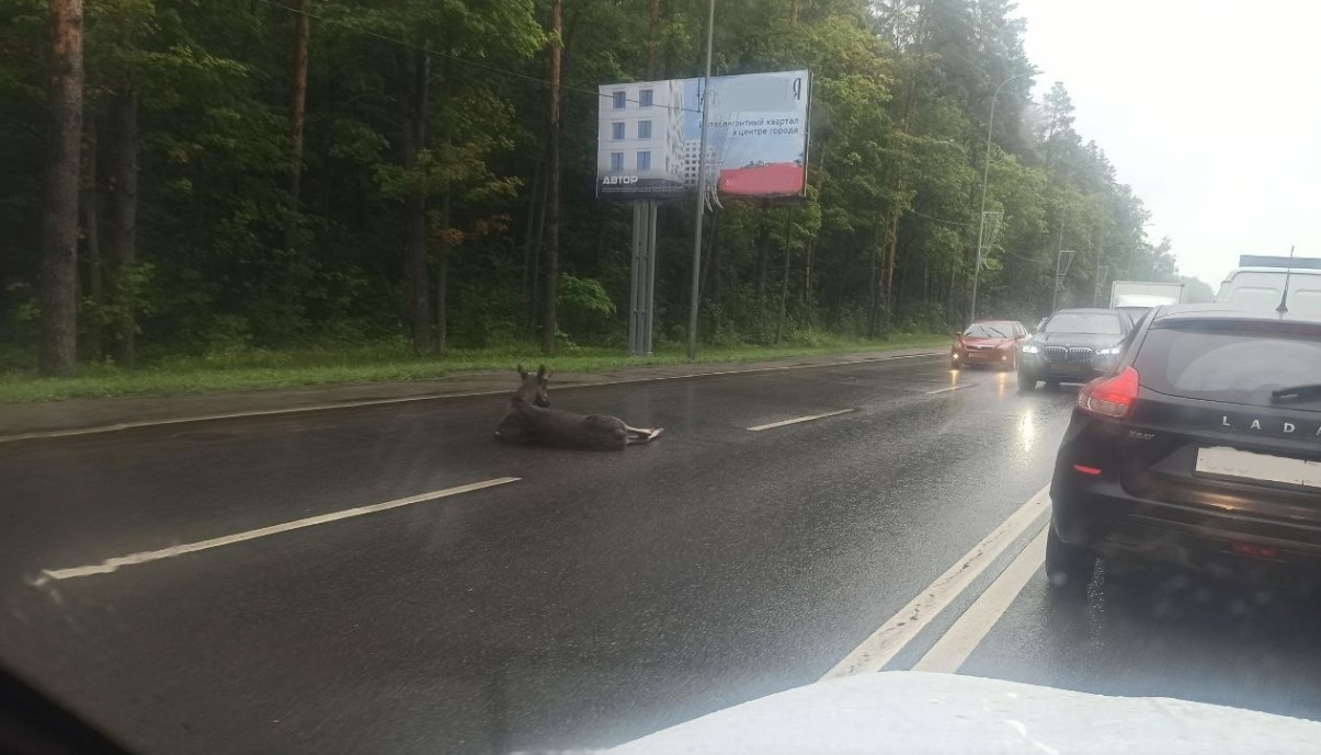 В Пензе на Западной поляне сбили лося на трассе