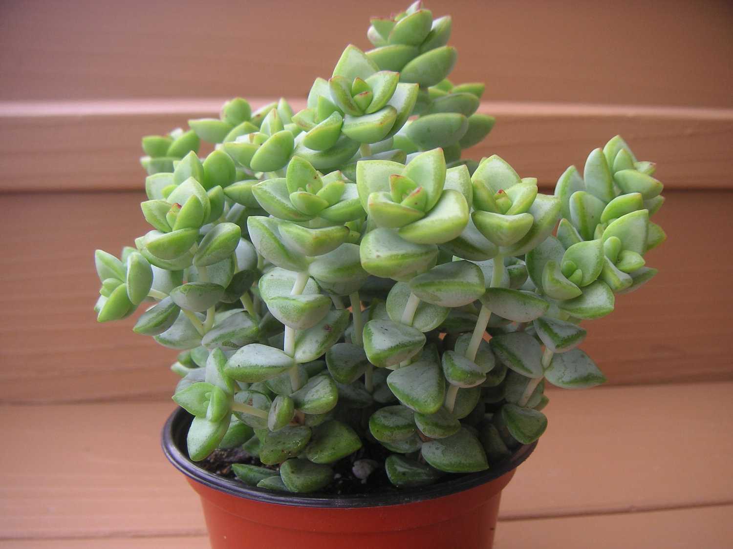 Крассула фото. Крассула rupestris. Крассула Рупестрис Crassula rupestris. Crassula rupestris (Крассула, толстянка). Крассула Скальная.