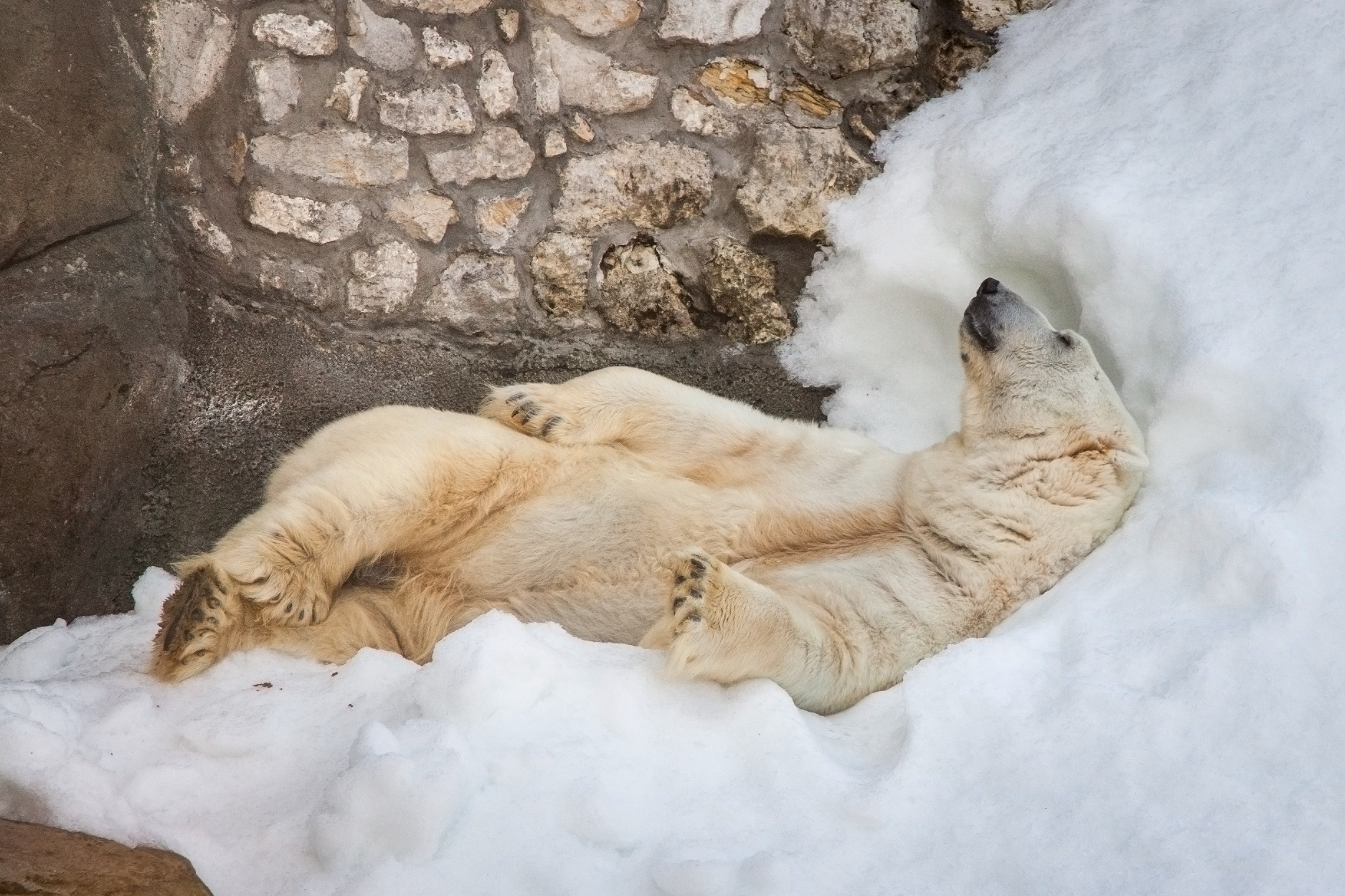 Белый медведь в Московском зоопарке зимой