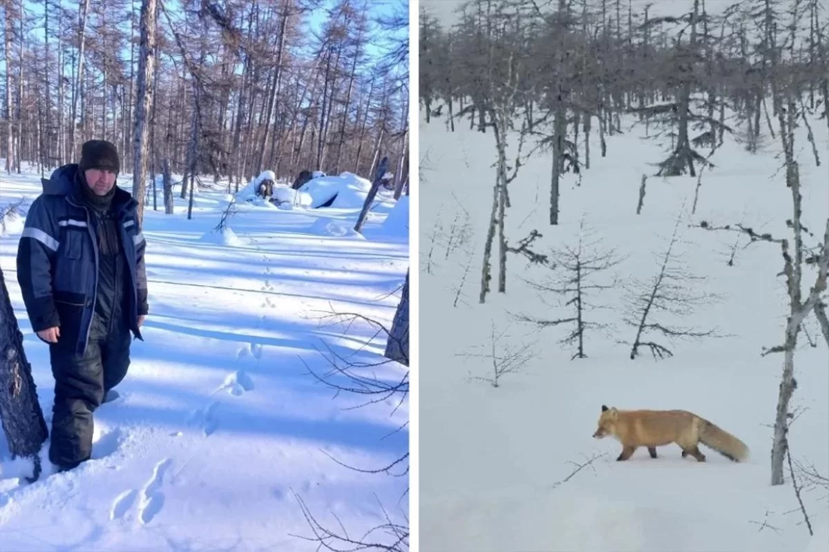 Перепись по следам: инспекторы прошли 5000 км тайги, чтобы спасти тигра и кабана