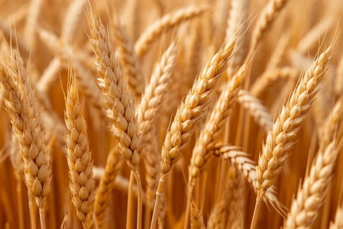 Запуск завода по переработке пшеницы под Новосибирском ожидается во II полугодии