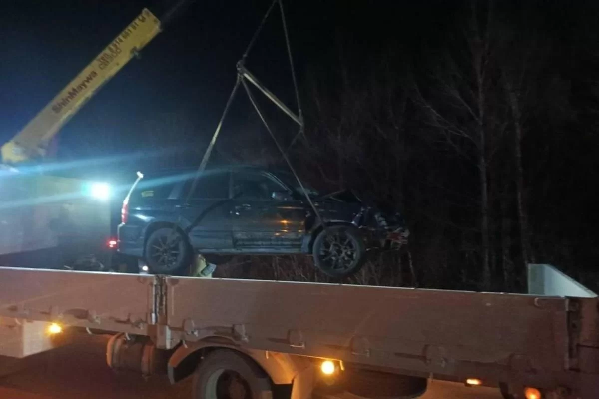 В Приморье автомобиль столкнулся с тигром, хищник ушел в лес без травм