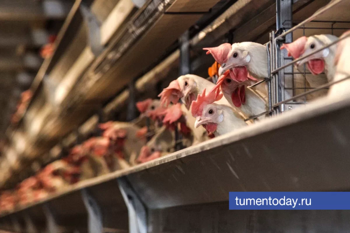 Россельхознадзор проинспектировал работу тюменской птицефабрики с помощью дрона и выявил нарушения