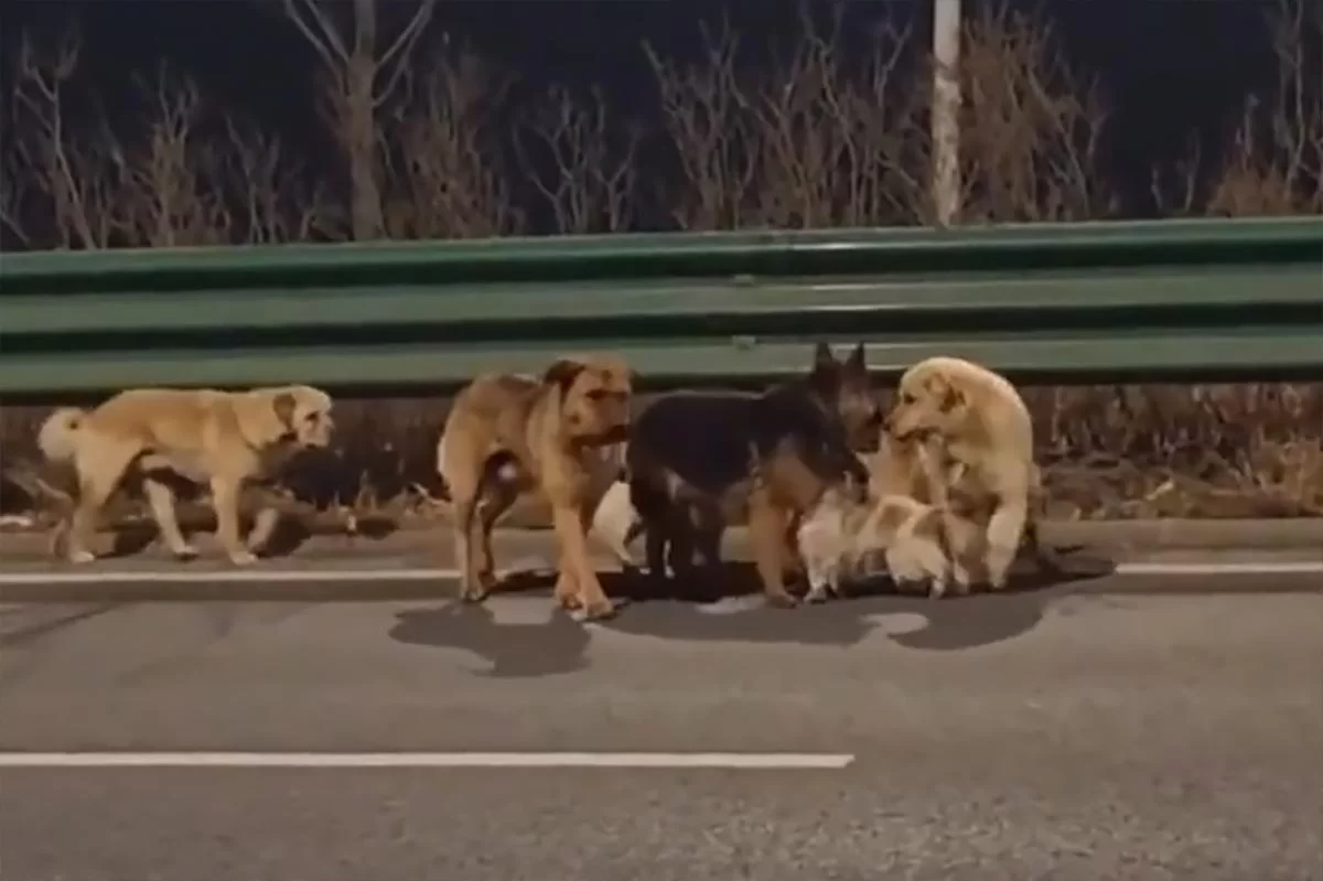 Корги возглавил стаю: пропавшие собаки организовали спасательную операцию и вернулись к хозяевам