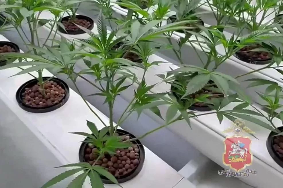 Домик в деревне с сюрпризом: полиция накрыла наркоплантацию в подмосковном Комягино — 129 кустов конопли и два кило марихуаны