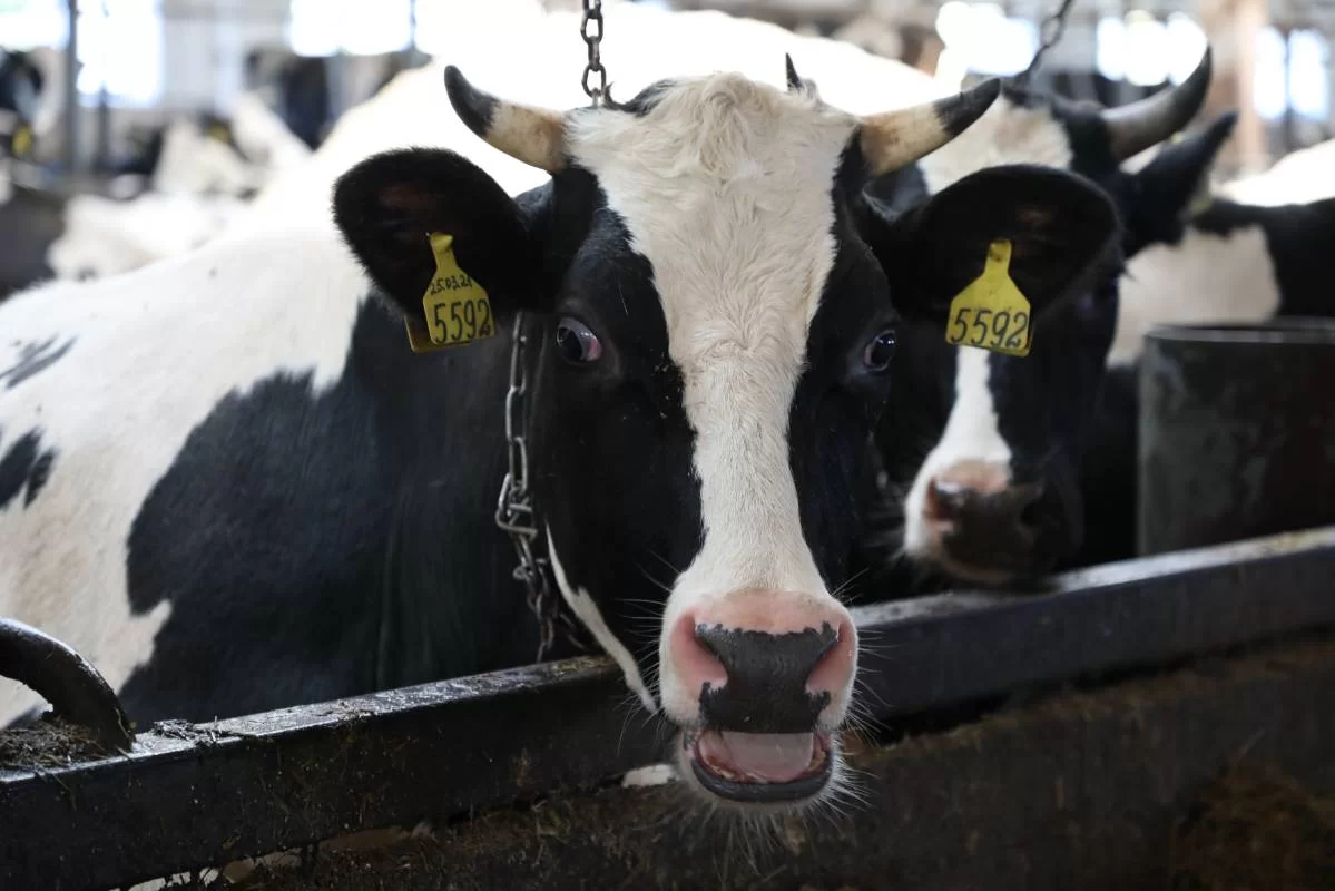 Губернатор Георгий Филимонов: В Вологодской области определили лучших аграриев в 36 номинациях и группах по итогам 2025 года