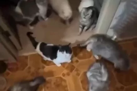 Москвичка устроила кошачий ад в арендованном жилье
