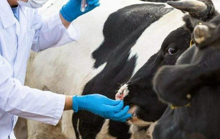 Власти Новосибирской области начали платить по 668 тысяч каждой семье за изъятый скот