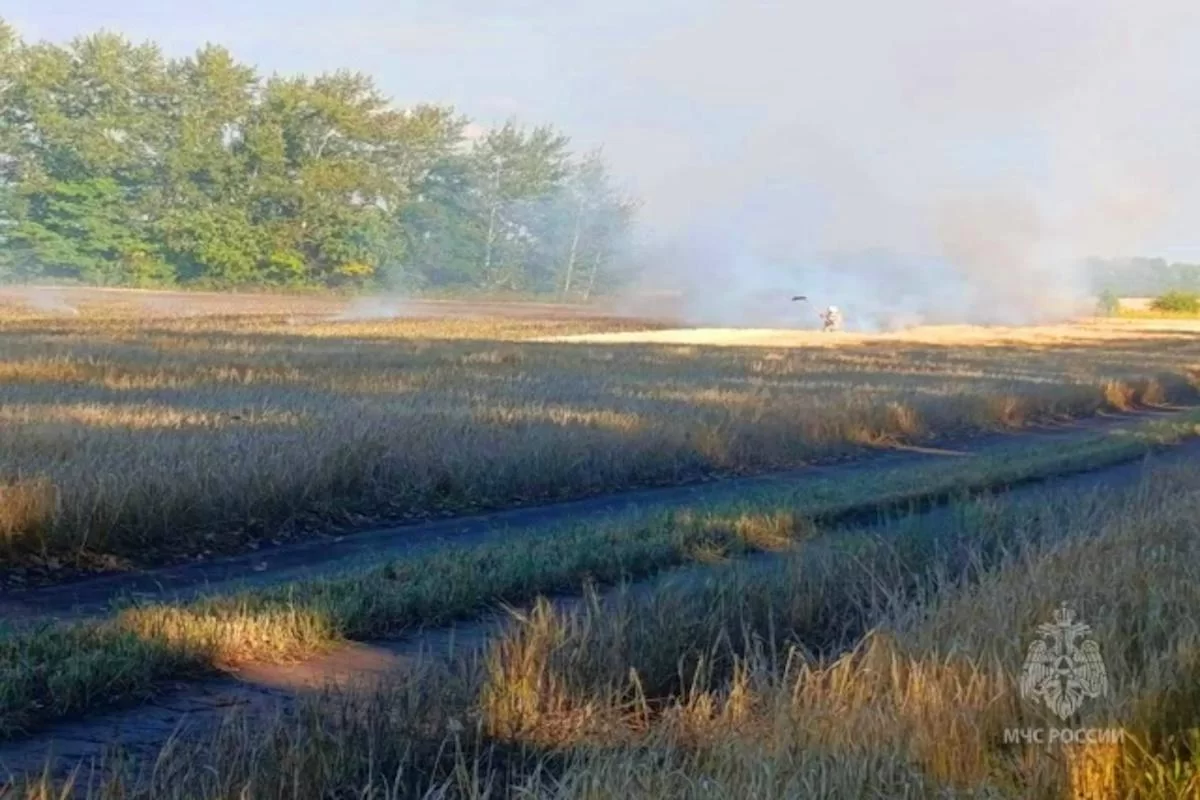 В Поныровском районе Курской области сгорело 80 гектаров ячменя