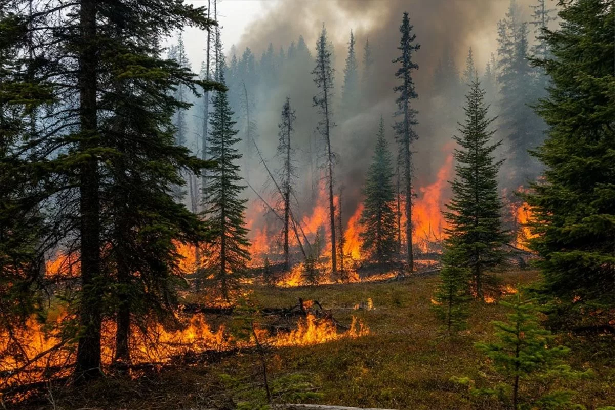 Огненный рубеж: Биробиджан опоясали 20-километровой защитной лентой от природных пожаров