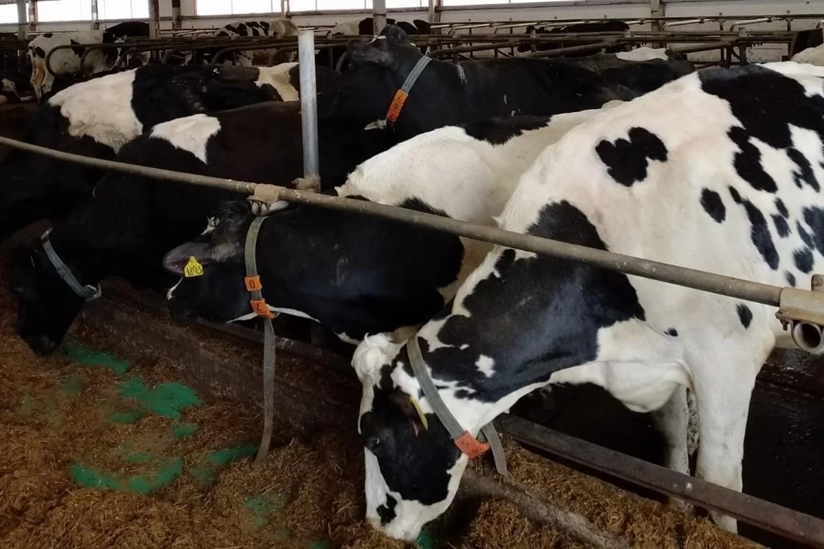 Поддержка АПК Амурской области в 2025 году составила 1,2 млрд рублей