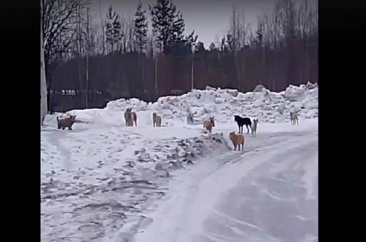 В Мордовии семье девочки, покусанной собакой, выплатят 30 тысяч рублей