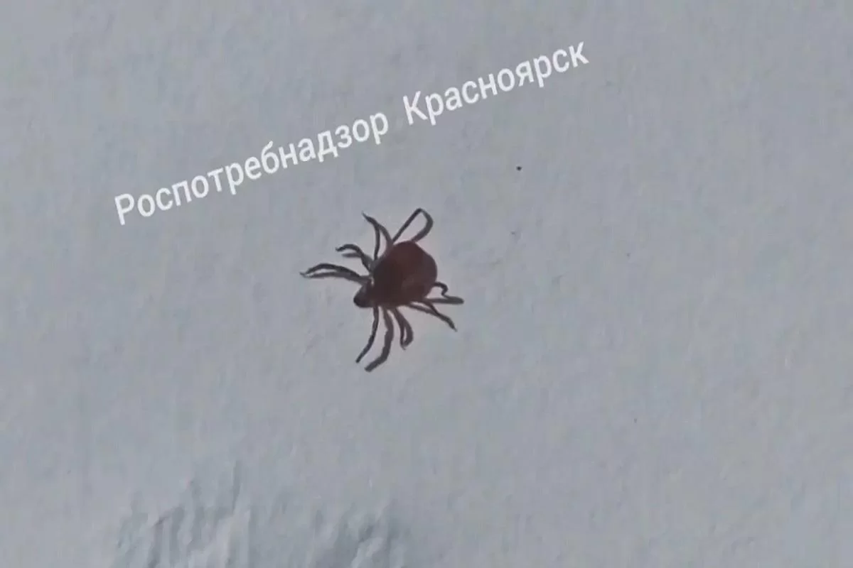 Дожди привели к резкому снижению активности клещей в Красноярском крае