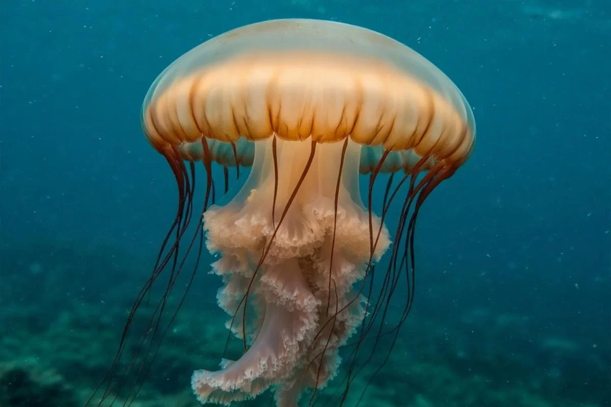 Побережье Антальи атаковали гигантские медузы — учёные бьют тревогу